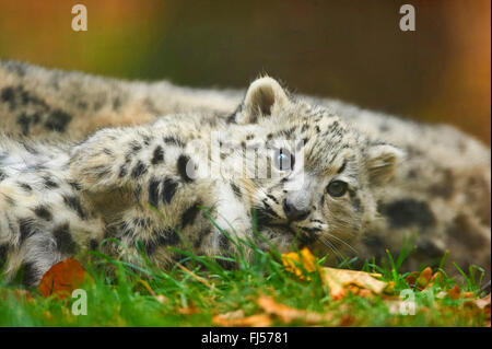 Schneeleopard (Uncia Uncia, Panthera Uncia), Jungtier, liegend auf einer Wiese im Herbst Stockfoto