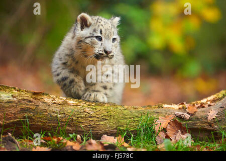 Schneeleopard (Uncia Uncia, Panthera Uncia), Youngster über einen Baumstamm Klettern Stockfoto