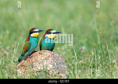 Europäische Biene-Esser (Merops Apiaster), paar sitzt auf einem Stein, Griechenland, Evrosdelta Stockfoto