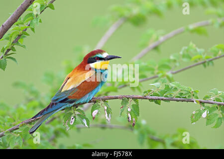 Europäische Biene-Esser (Merops Apiaster), sitzt auf einem Zweig, Griechenland, Evrosdelta Stockfoto