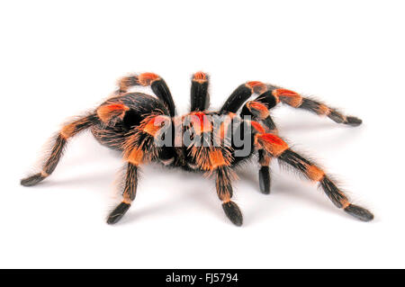 Mexican Redknee Vogelspinne (Brachypelma Smithi), Ausschnitt, Mexiko Stockfoto