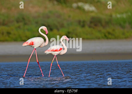 Rosaflamingo (Phoenicopterus Roseus, Phoenicopterus Ruber Roseus), koppeln zu Fuß im flachen Wasser, Seitenansicht, Frankreich, Camargue Stockfoto