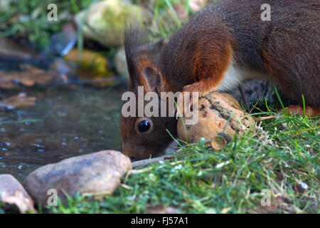 Europäische Eichhörnchen, eurasische rote Eichhörnchen (Sciurus Vulgaris), trinken in einem gefrorenen Vogelbad Seitenansicht, Deutschland, Nordrhein-Westfalen Stockfoto