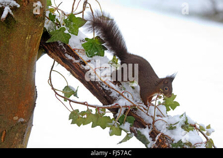 Europäische Eichhörnchen, eurasische rote Eichhörnchen (Sciurus Vulgaris), Suche nach Nahrung durch frischen Schnee auf einem Ast, Deutschland, Nordrhein-Westfalen Stockfoto