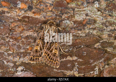 Gefiederte Gothic (Tholera Decimalis, Epineuronia Popularis), Weiblich, Deutschland Stockfoto