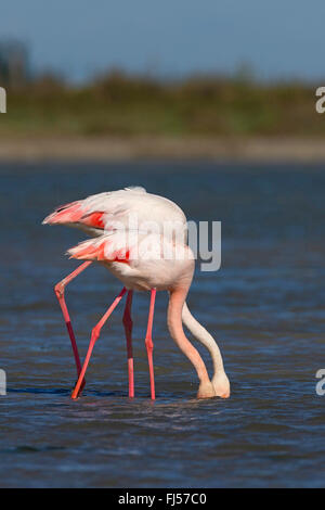 Rosaflamingo (Phoenicopterus Roseus, Phoenicopterus Ruber Roseus), zwei Flamingos durch flaches Wasser zusammen spazieren und Essen suchen Stockfoto