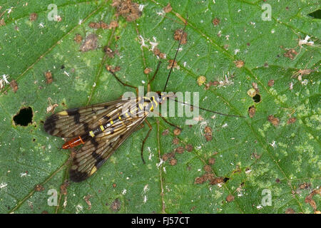 gemeinsame Scorpionfly (Panorpa Communis), Weiblich, Deutschland Stockfoto