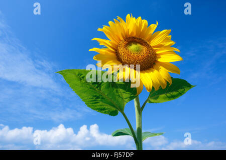 gewöhnliche Sonnenblume (Helianthus Annuus), einzelne Sonnenblume vor blauem Himmel, Schweiz, Zuercher Oberland Stockfoto