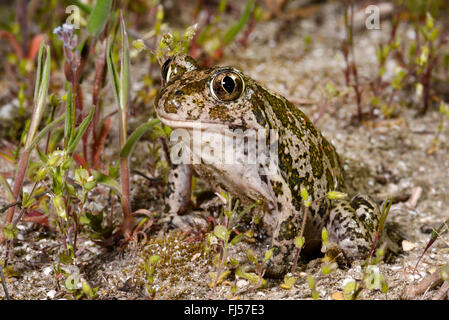 Östliche Europäische katzenähnliche, syrische katzenähnliche (Pelobates Syriacus), sitzen auf sandigen Boden, Rumänien, Vadu Dobrudscha, Zufüttern, Donau-Delta Stockfoto