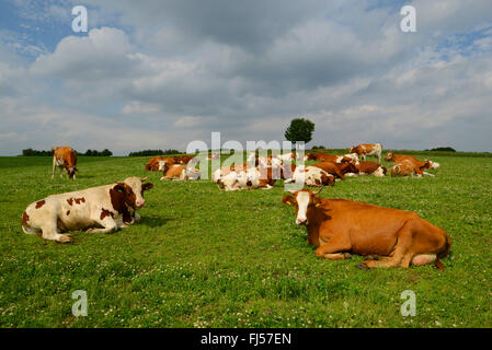 Hausrind (Bos Primigenius F. Taurus), Herde Kühe auf der Weide, Deutschland, Bergisches Land, Wuppertal Stockfoto