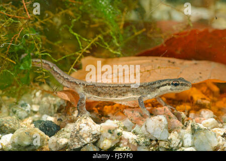 Teichmolch (Triturus vulgaris, Lissotriton vulgaris, Lissotriton vulgaris ampelensis), Weibliche unter Wasser, Rumänien, Moldau, Ia&#537; Ich Stockfoto