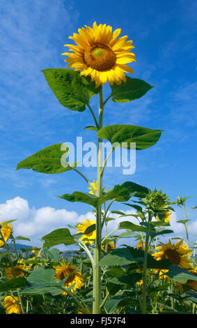 gewöhnliche Sonnenblume (Helianthus Annuus), blühende Sonnenblumen in einem Bereich, der Schweiz, Zuercher Oberland Stockfoto