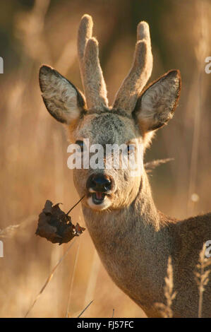 Reh (Capreolus Capreolus), Bock mit Hörnern in samt speist ein welkes Blatt, Deutschland, Brandenburg Stockfoto