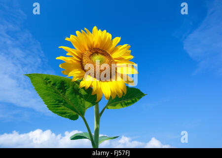 gewöhnliche Sonnenblume (Helianthus Annuus), einzelne Sonnenblume vor blauem Himmel, Schweiz, Zuercher Oberland Stockfoto