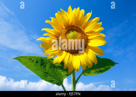 gewöhnliche Sonnenblume (Helianthus Annuus), einzelne Sonnenblume vor blauem Himmel, Schweiz, Zuercher Oberland Stockfoto