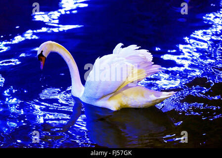 Höckerschwan (Cygnus Olor), in einem Kanal in der Nähe von Annecy, Frankreich, Savoie Stockfoto