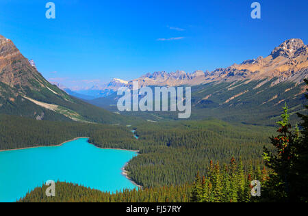 Peyto Lake mit türkisblauem Wasser, Rocky Mountains, Banff Nationalpark, Alberta, Kanada Stockfoto