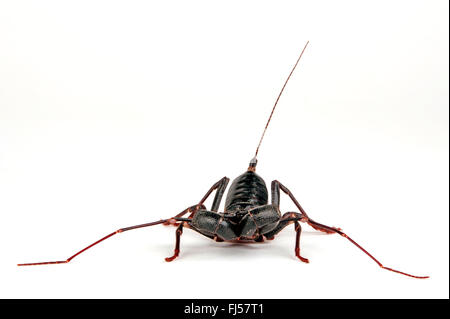 Giant Vinegaroon, Peitsche Scorpion (Mastigoproctus Giganteus), nordamerikanischen Peitsche Scorpion, Ausschnitt Stockfoto