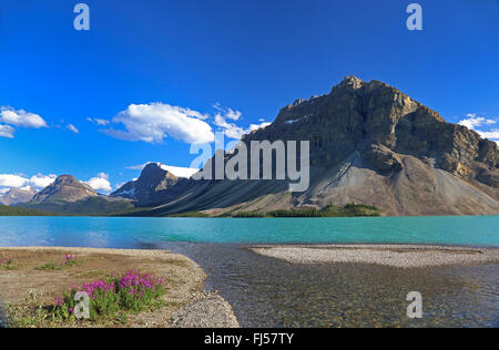 Bow Lake und Bogen Berg in den Rocky Mountains, Kanada, Alberta, Banff Nationalpark Stockfoto