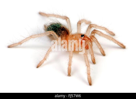 Mexikanische Redleg Tarantula, mexikanische Redleg, rotbeinige Vogelspinne (Brachypelma Emilia), junge mexikanische Redleg tarantula Stockfoto