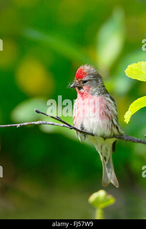 Redpoll, gemeinsame Redpoll (Zuchtjahr Flammea, Acanthis Flammea), Männlich, sitzen in einer Birke, Norwegen, Vengsoya Stockfoto