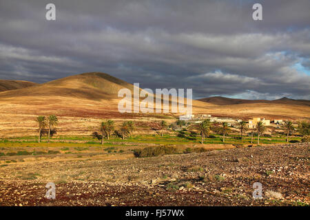 Barranco de Esquinzo mit Palmen Bäume, Kanarischen Inseln, Fuerteventura, Tindaya Stockfoto