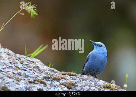 blauen Rock Soor (Monticola Solitarius), männliche sitzt auf einem Felsen, Griechenland, Lesbos Stockfoto