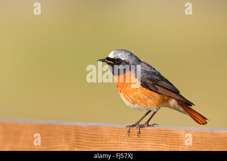 Gartenrotschwanz (Phoenicurus Phoenicurus), männliche sitzt auf einem Zaun, Seitenansicht, Schweden, Oeland Stockfoto