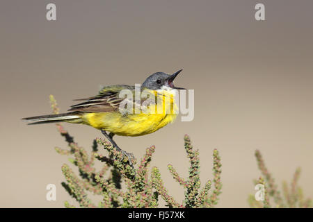 Unter der Leitung von Ashy Bachstelze, Schafstelze (Motacilla Flava Cinereocapilla), ruft Männer sitzen auf einem saftigen Strauch, Frankreich, Camargue Stockfoto