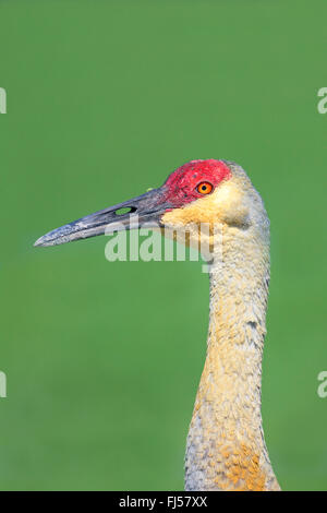 Sandhill Kran (Grus Canadensis), Porträt, Seitenansicht, USA, Florida, Kissimmee Stockfoto