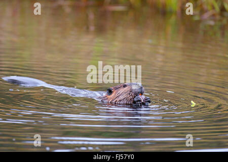 Nordamerikanische Biber, kanadische Biber (Castor Canadensis), eine Wurzel, Kanada, Algonquin Provincial Park Essen Biber schwimmen Stockfoto