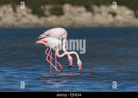 Rosaflamingo (Phoenicopterus Roseus, Phoenicopterus Ruber Roseus), zwei Flamingos durch flaches Wasser zusammen spazieren und Essen suchen Stockfoto