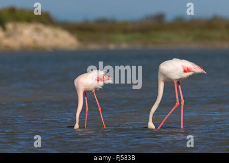 Rosaflamingo (Phoenicopterus Roseus, Phoenicopterus Ruber Roseus), zwei Flamingos durch flaches Wasser zusammen spazieren und Essen suchen Stockfoto