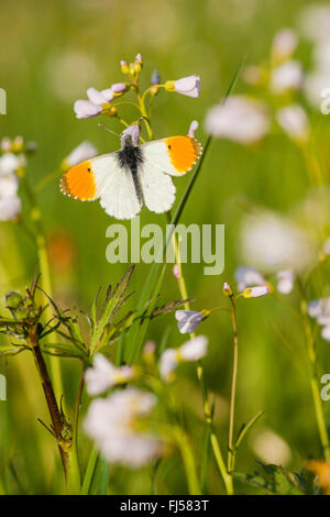 Orange-Tip (Anthocharis Cardamines), männliche auf Kuckuck Blume, Deutschland, Rheinland-Pfalz Stockfoto