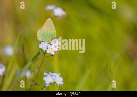 Grüner Zipfelfalter (Callophrys Rubi), auf Vergissmeinnicht, Deutschland, Rheinland-Pfalz Stockfoto