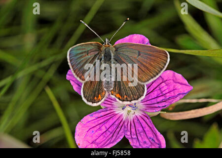 Geranie Argus (Aricia Eumedon, Eumedonia Eumedon, Plebejus Eumedon, Plebeius Eumedon, Lycaena Eumedon) auf Geranie Blüte, Ansicht von oben, Deutschland Stockfoto