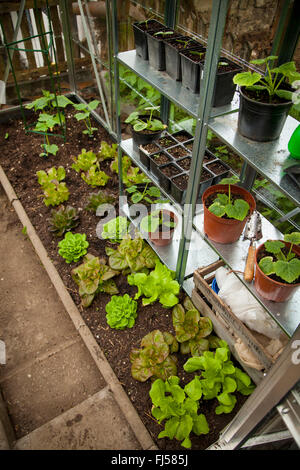 Gemüsebau in einem Gewächshaus, Salat, Zucchini und Kürbis, Deutschland, Rheinland-Pfalz Stockfoto