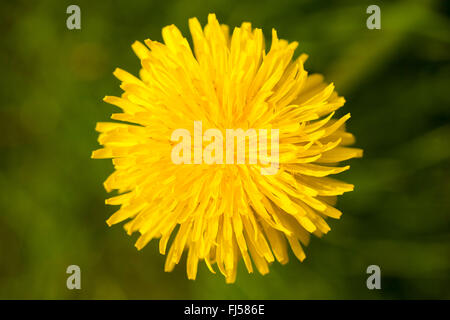 gemeinsamen Löwenzahn (Taraxacum Officinale), einzelne Blüte, Deutschland, Rheinland-Pfalz Stockfoto