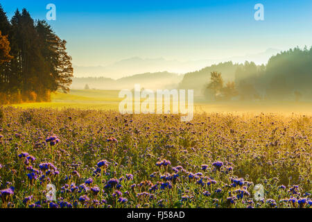 Biene-Essen, Rainfarn Skorpion-Weed (Phacelia Tanacetifolia), Zuercher Oberland mit Saentismassif im Hintergrund, der Schweiz, Zuercher Oberland Stockfoto