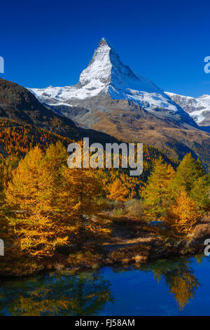 Matterhorn und Lärchen spiegeln auf See Grindji, Schweiz, Wallis Stockfoto