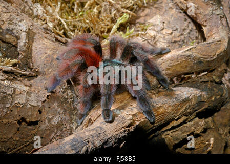 Antillen Pinktoe Vogelspinne, roten Baum Spinne, Martinique Pinktoe (Avicularia versicolor), klettert auf einem Ast, Martinique, Martinique Stockfoto