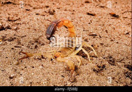 Fattailed Skorpion, Fett-tailed Skorpion, afrikanische Fett-tailed Skorpion (Androctonus Australis), Spaziergänge in der Wüste in Verteidigung Haltung Stockfoto