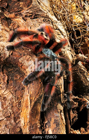 Antillen Pinktoe Vogelspinne, roten Baum Spinne, Martinique Pinktoe (Avicularia versicolor), klettert auf einem Ast, Martinique, Martinique Stockfoto