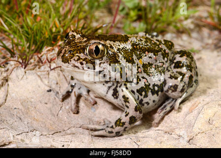 Östliche Europäische katzenähnliche, syrische katzenähnliche (Pelobates Syriacus), syrische katzenähnliche, Porträt, Rumänien, Vadu Dobrudscha, Zufüttern, Donau-Delta Stockfoto