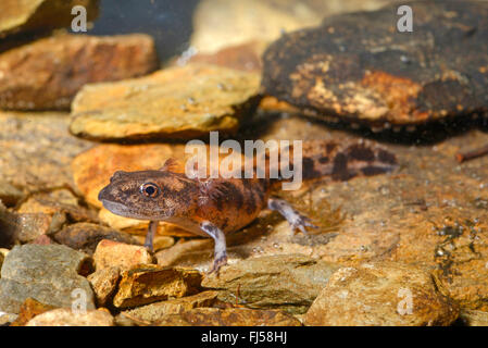 Europäische Feuersalamander (Salamandra Salamandra, Salamandra Salamandra Terrestris), Larve unter Wasser, Deutschland, Nordrhein-Westfalen, Bergisches Land Stockfoto