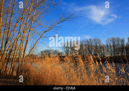 Reed Grass, gemeinsamen Schilf (Phragmites Communis, Phragmites Australis), Fluss-Auen im Winter, Deutschland, Baden-Württemberg Stockfoto