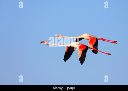 Rosaflamingo (Phoenicopterus Roseus, Phoenicopterus Ruber Roseus), fliegende paar, Seitenansicht, Frankreich, Camargue Stockfoto