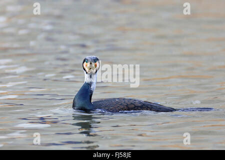 Chinesische Kormoran (Phalacrocorax Carbo Sinensis, Phalacrocorax Sinensis), Schwimmen in der Zucht Gefieder, Niederlande, Makkum Stockfoto
