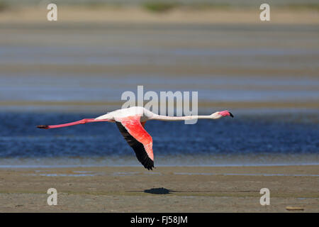 Rosaflamingo (Phoenicopterus Roseus, Phoenicopterus Ruber Roseus), fliegende Flamingo, Seitenansicht, Frankreich, Camargue Stockfoto
