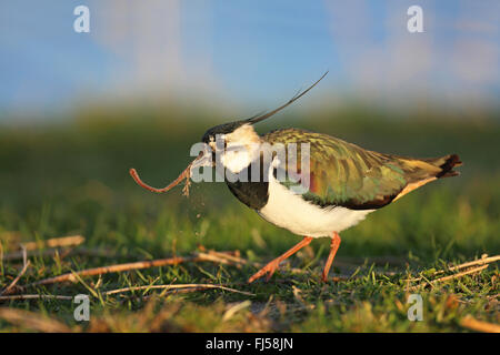 nördlichen Kiebitz (Vanellus Vanellus), männliche Fütterung eine Erde Wurm, Seitenansicht, Niederlande, Friesland Stockfoto